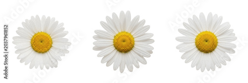 Foto Set of beautiful fresh white daisy flower isolated on white background for nature, gardening, spring, and floral design decoration projects