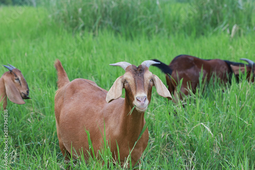 Tableau sur toile Close-up photos of goats grazing on grass.