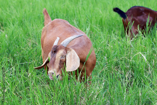 Billede på lærred Close-up photos of goats grazing on grass.