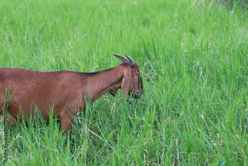Fotografija Close-up photos of goats grazing on grass.