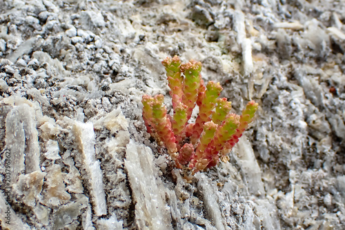 Konstfotografi Tiny stonecrop succulent (Sedum acre) growing on a limestone rock surface
