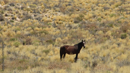 Photos horse in the field