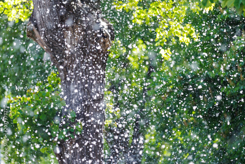 Schilderij op canvas Thick white poplar fluff flying in the air like a snowstorm near a green tree