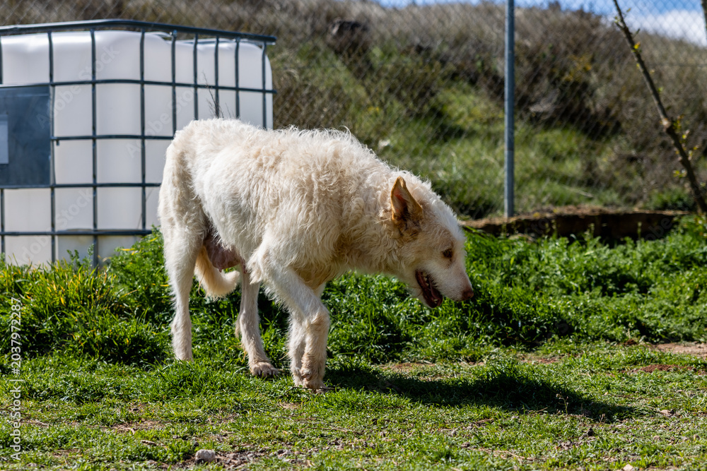 Obraz premium Hunting dog walking on grass in a dog kennel