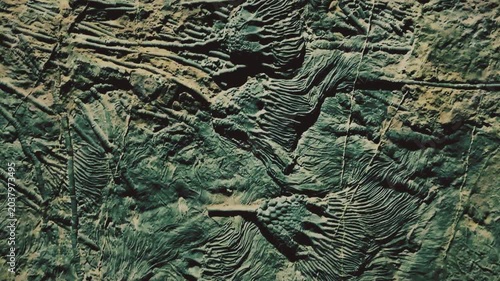 Ancient Marine Fossils Embedded in Textured Rock Surface