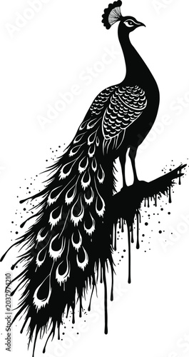 Stenciled Peacock Graffiti Spray Paint Vector Illustration with Urban Street Art Stencil Texture and Distressed Black and White Background