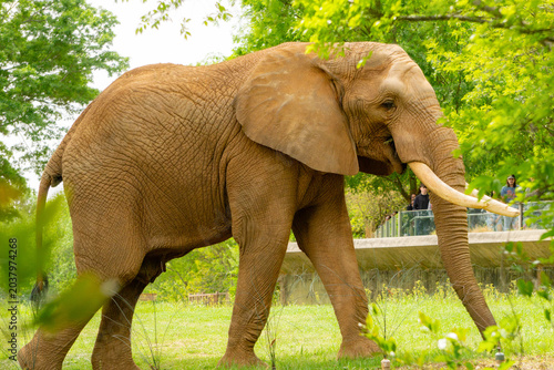 Bild auf Leinwand Elephant in captivity