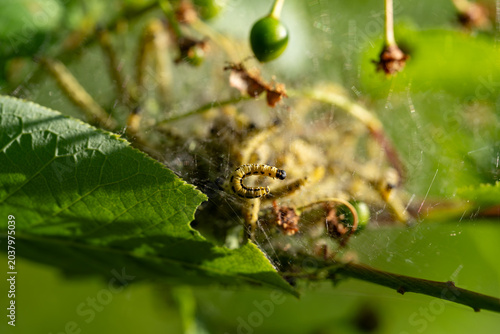 Tableau sur toile Caterpillar larvae clustered in silky web nest on green leaf
