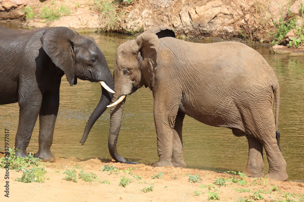 Fototapeta premium Afrikanischer Elefant / African elephant / Loxodonta africana