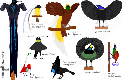 birds of paradise bundle