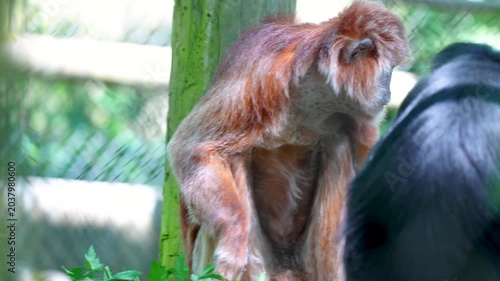 Young orangutan standing near tree trunk inside green zoo habitat area