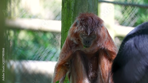 Orangutan sitting and eating green plant inside open zoo enclosure area