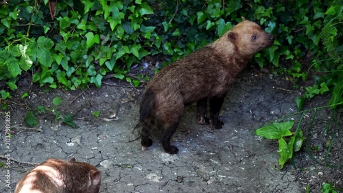 Two bush dog interacting and playing near muddy ground with green bush