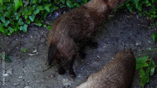 Bush dog standing upright on muddy ground beside lush green bush wall