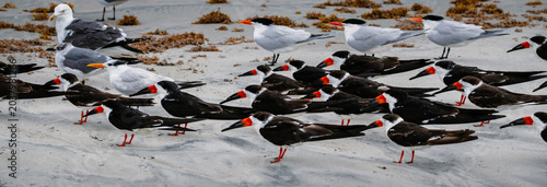 Photos Flock of black skimmers all aligned
