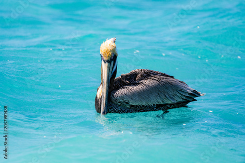 Canvas Print Portrait of a brown pelican on the blue water of dry tortugas