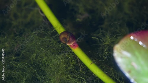 Small aquatic snail crawling along green plant stem in freshwater pond habitat