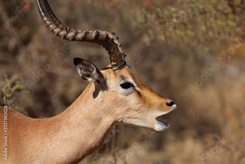 Tableau sur toile Schwarzfersenantilope / Impala / Aepyceros melampus