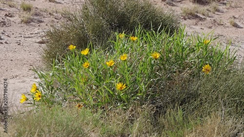 Dune (or desert) sunflowers, shown here in Utah, grow and bloom throughout the American Southwest