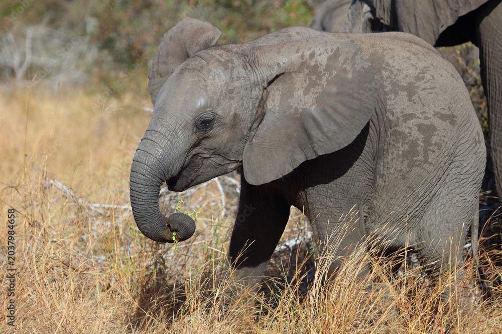 Fototapeta premium Afrikanischer Elefant / African elephant / Loxodonta africana