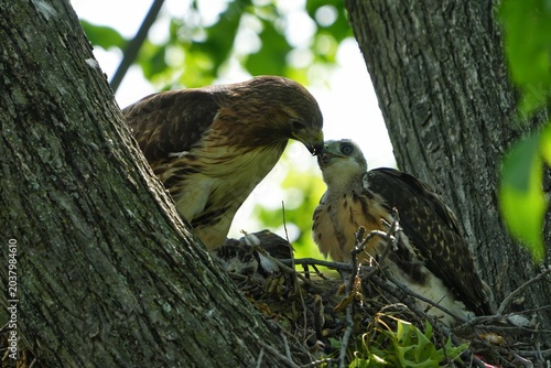 Cuadro en lienzo Red-tailed hawk nest with chicks. Governors Island, New York.