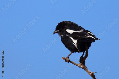 Konstfotografi Elsterwürger / Long-tailed shrike or Magpie shrike / Urolestes melanoleucus