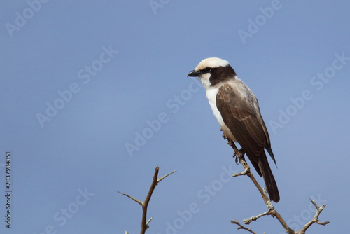 Fotografía Weißscheitelwürger / Southern white-crowned shrike / Eurocephalus anguitimens