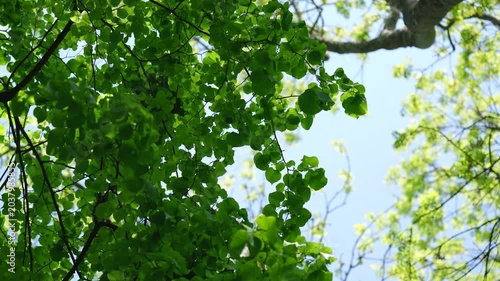 Fresh green leaf canopy swaying gently in breeze with bright blue sky