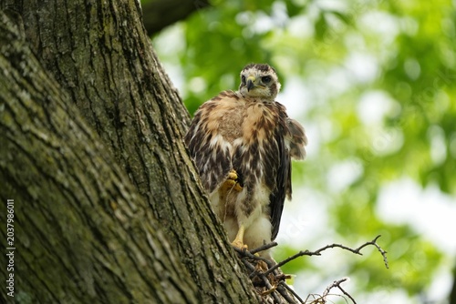 Red-tailed hawk nest with chicks. Governors Island, New York.