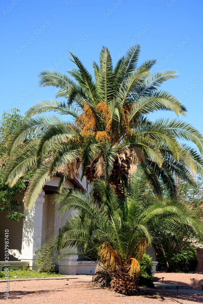 Fototapeta premium Mature date palms, Phoenix dactylifera, display large orange fruit clusters beneath sweeping green fronds, rising above roadside gravel landscaping in a bright, clear Phoenix, Arizona late spring sett