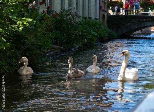 Swans on the canal