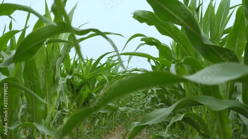 Rural Countryside Landscape With Growing Cornfield. Cornfield With Corn Stalks, Leaves and Tassels Waving in Breeze. Agriculture Agribusiness. Green Leaves Corn of Plants in Field Sky With Clouds.
