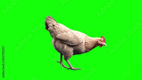 A domestic white chicken walking forward in a continuous animation loop. This realistic 3D animal asset on a chroma key background is designed for farm-themed video editing, digital production, and ed