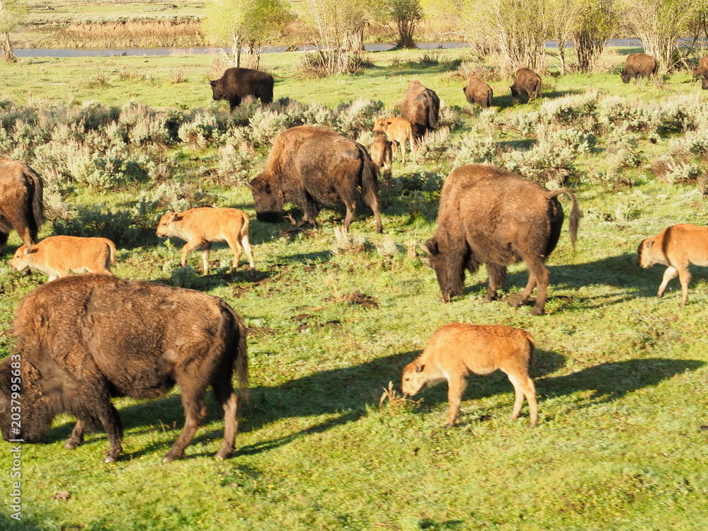 Fototapeta premium Bison in Yellowstone National Park
