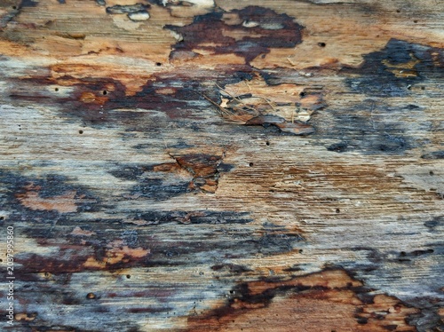 Close-up photo of tree bark texture with different colors and patterns showing the decay process