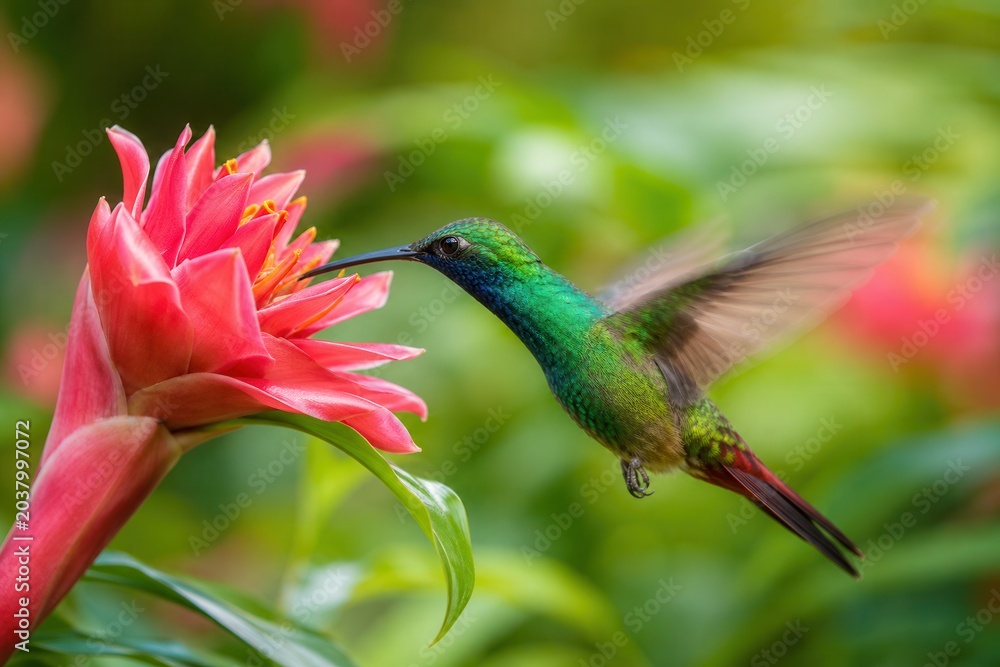 Obraz premium Hummingbird hovering near vibrant pink flower in lush garden 