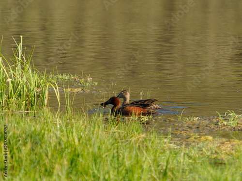 Vászonkép A pair of ruddy ducks
