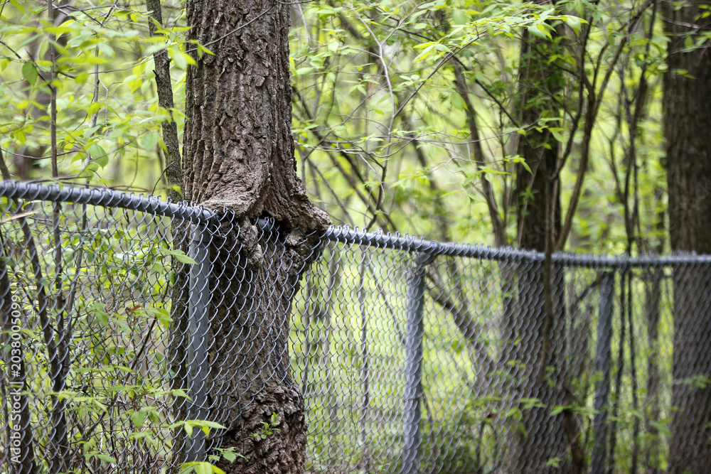 Obraz premium un arbre pousse au travers d'une clôture 
