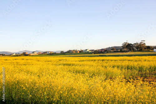 Bild auf Leinwand Blooming yellow turnip field at sunset with rural village background
