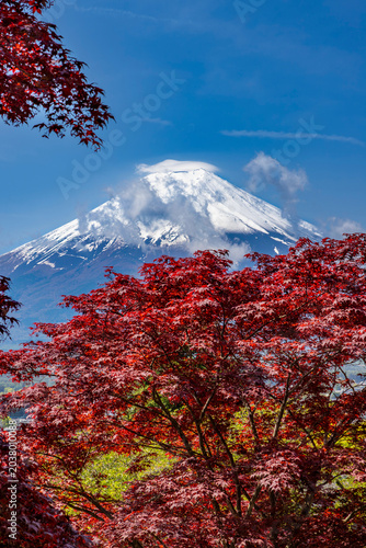 Mt. Fuji as seen through the red Acer Palmatum Japanese Maple leaves at Arakurayama Sengen Park in Fujiyoshida, Japan