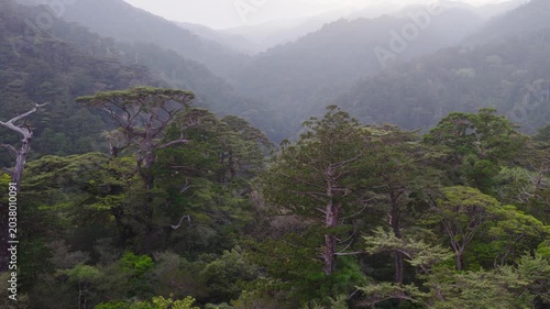 Flying over treetops in misty mountain forest on Yakushima Island