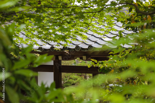 Bild auf Leinwand 新緑に囲まれた京都の寺院の門を額縁構図で捉えた風景写真
