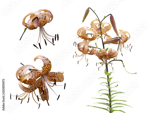 Tiger lilies, Lilium lancifolium, blooming orange flowers isolated on a transparent background