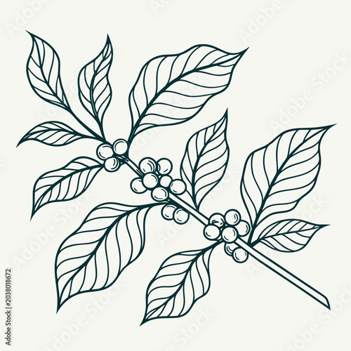 Bild auf Leinwand Coffee plant branch with leaves and coffee beans vector line art botanical illus