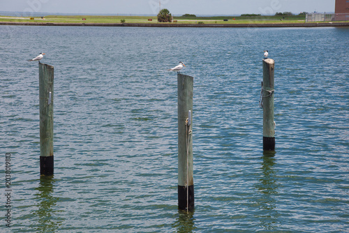Slika na platnu Three Seagulls Perched On Wooden Pilings In Calm Harbor Water With Distant Shoreline in St