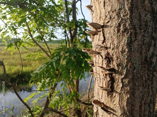 Photos Wild mushrooms growing naturally on a tree trunk in a sunlit forest environment,