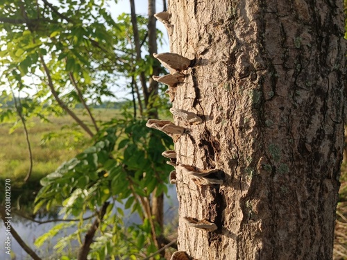 Tableau sur toile Wild mushrooms growing naturally on a tree trunk in a sunlit forest environment,