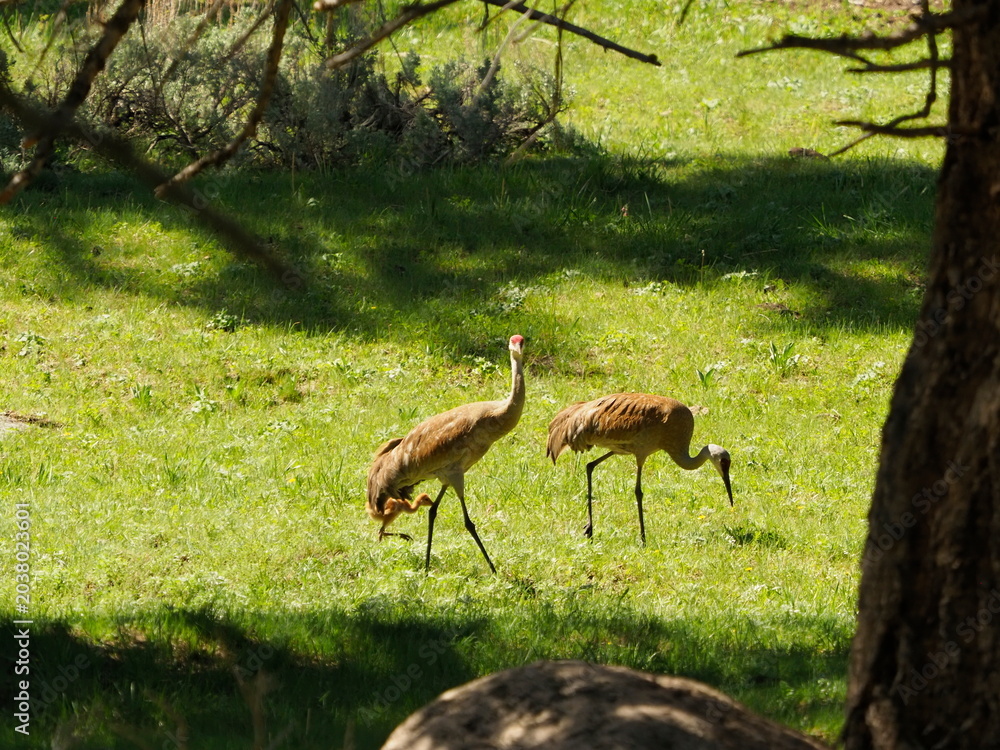 Obraz premium Sandhill cranes with colt 