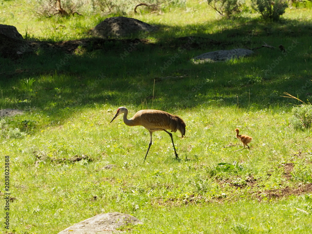 Obraz premium Sandhill cranes with colt 
