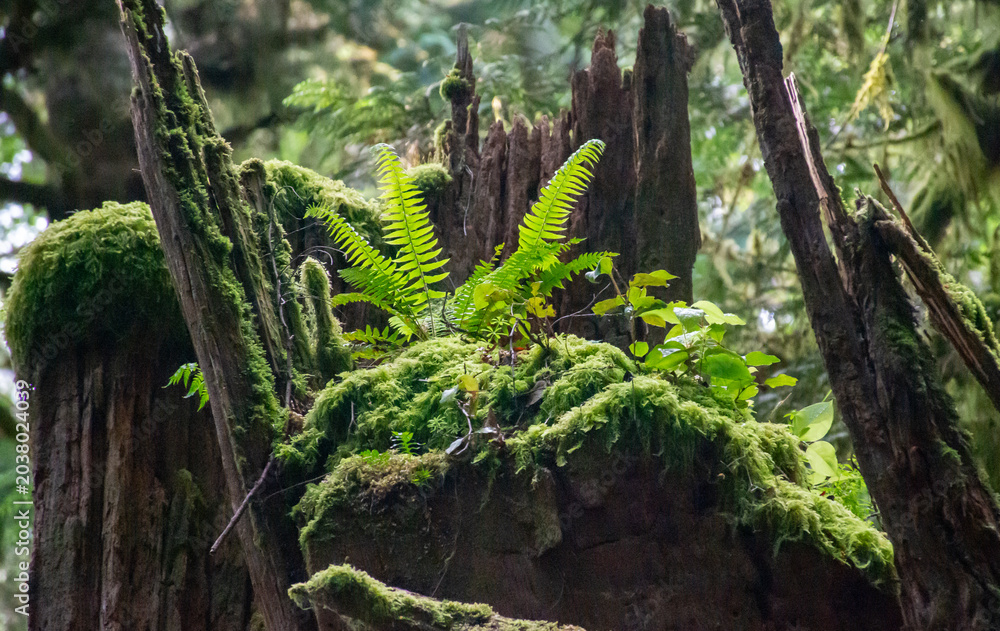 Fototapeta premium mossy stump